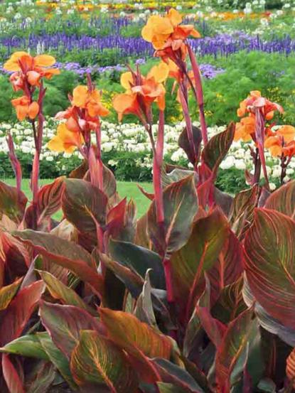 Canna indica variegata purpurea
