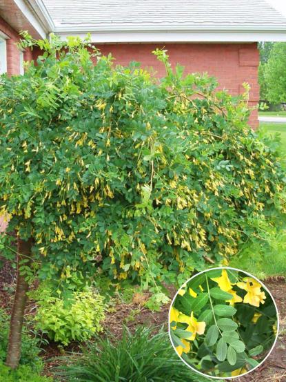Caragana arborescens 'Pendula'
