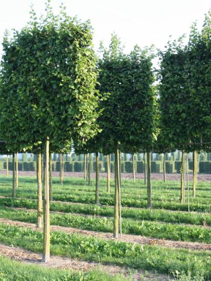 Carpinus betulus 'Espalier'