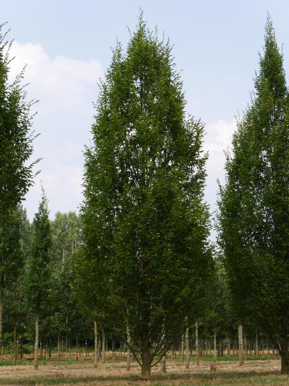 Carpinus betulus 'Fastigiata'
