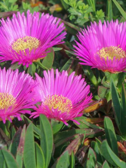 Carpobrotus acinaciformis