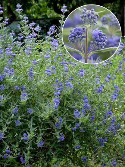 Caryopteris x clandonensis 'Heavenly Blue'