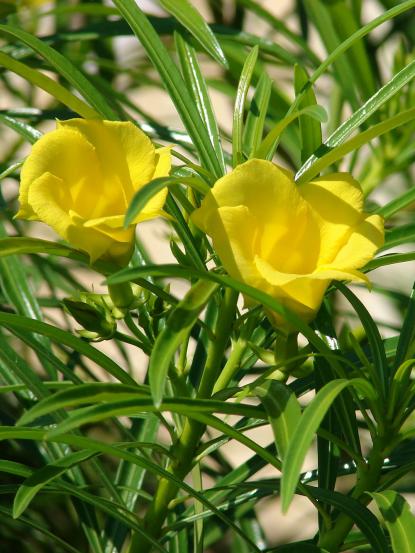 Cascabela (Thevetia) peruviana
