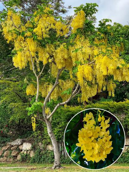 Cassia fistula