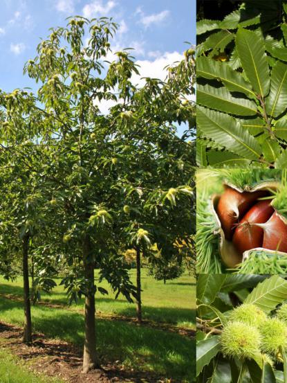 Castanea sativa