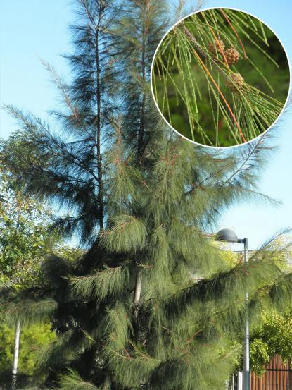 Casuarina equisetifolia