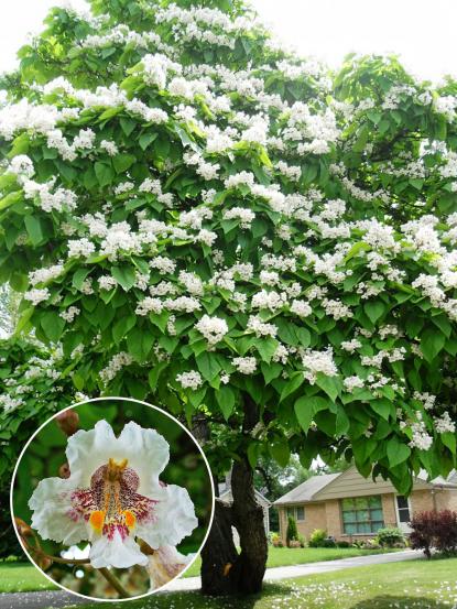 Catalpa bignonioides