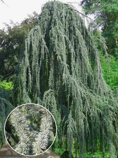 Cedrus atlantica glauca pendula