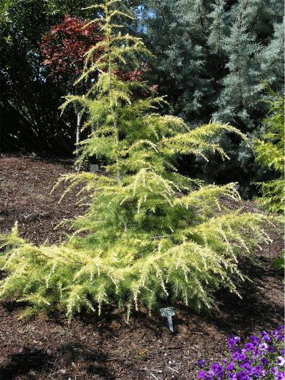 Cedrus deodara 'Gold Cascade'
