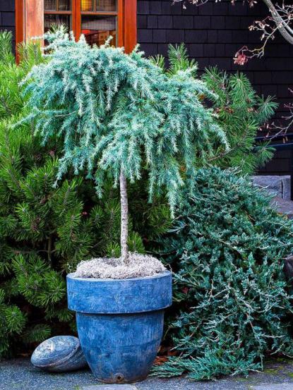 Cedrus Deodora Feelin Blue