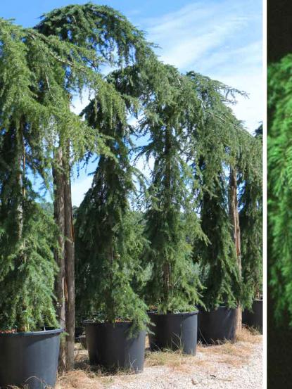 Cedrus deodora Pendula