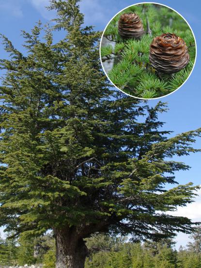 Cedrus libani