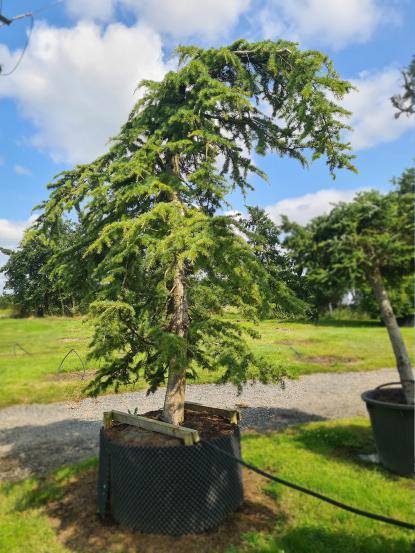 Cedrus libani 'Pendula'
