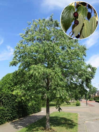 Celtis australis