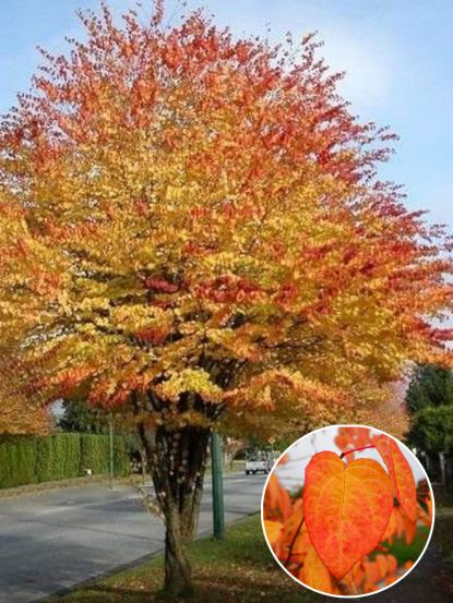 Cercidiphyllum japonicum