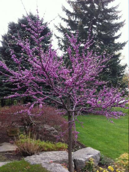 Cercis canadensis