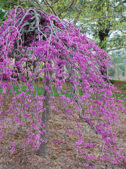 Cercis canadensis 'Ruby Falls'