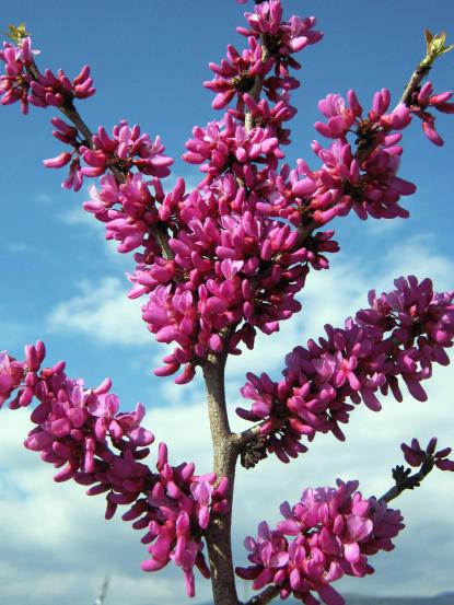 Cercis chinensis