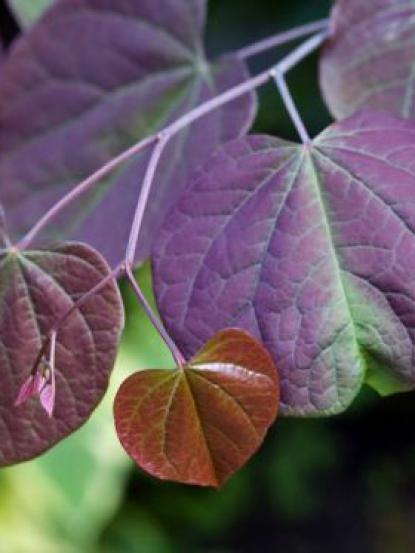 Cercis canadensisForest Pansy
