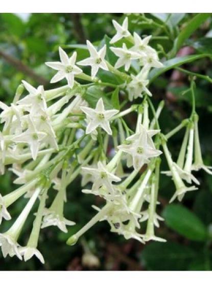 Cestrum nocturnum