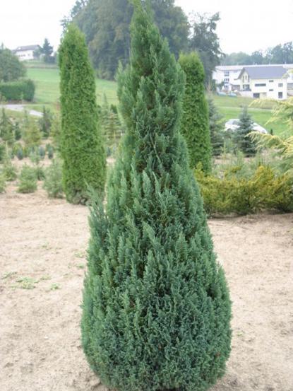 Chamaecyparis lawsoniana 'Ellwoodii'