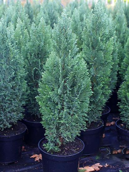 Chamaecyparis lawsoniana ellwoodii 
