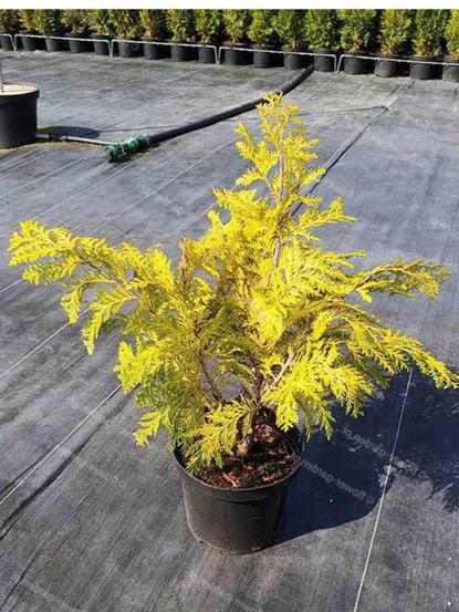 Chamaecyparis lawsoniana 'Sunkist'