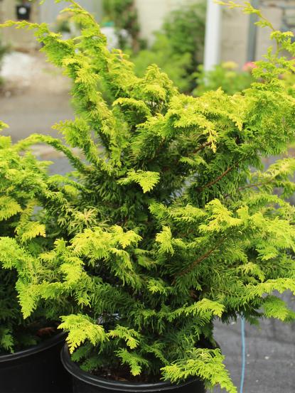Chamaecyparis obtusa 'Fernspray Gold'