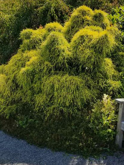 Chamaecyparis pisifera 'Filifera Aurea Nana'