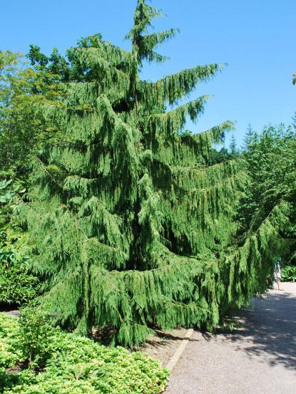 Chamaecyparis (Xanthocyparis) nootkatensis 'Pendula'