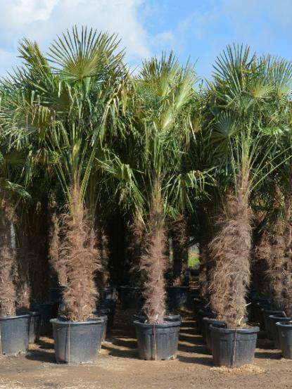 Chamaerops excelsa