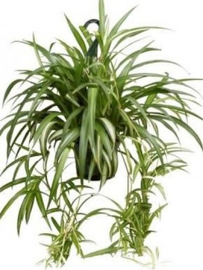 Chlorophytum