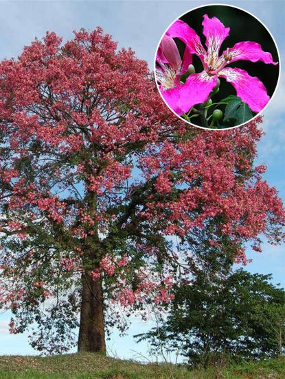 Chorisia (Ceiba) speciosa