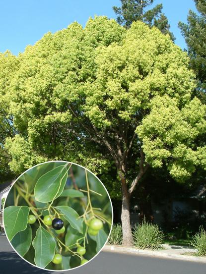 Cinnamomum camphora