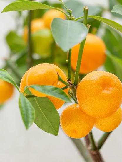 Citrus x microcarpa (Calamondin Orange)