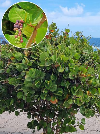 Coccoloba uvifera
