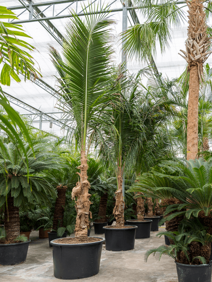 Cocos Nucifera