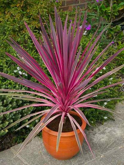 Cordyline australis 'Pink Passion'
