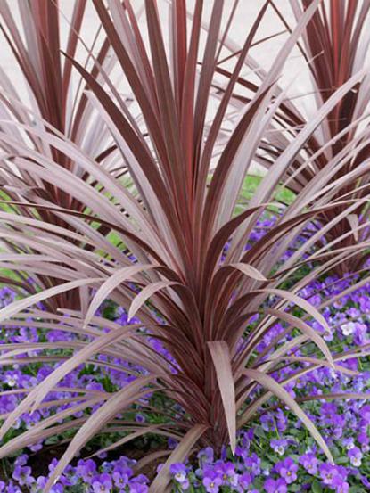 Cordyline australis 'Red Star'