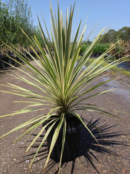 Cordyline australis 'Torbay Dazzler'