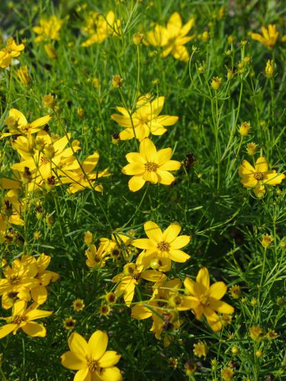 Coreopsis grandiflora