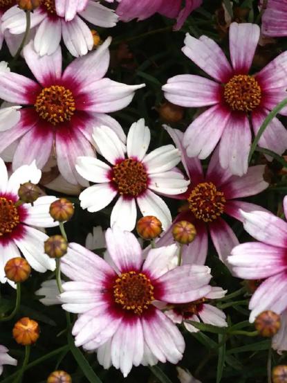 Coreopsis rosea ‘Sweet Dreams’