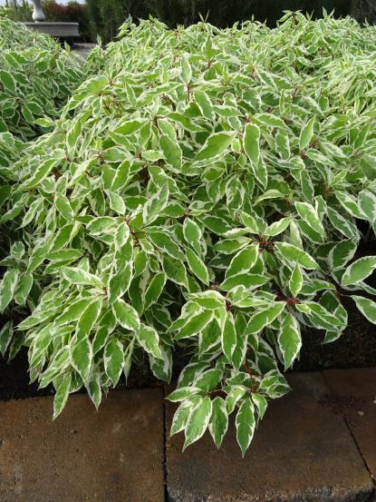 Cornus alba 'Elegantissima'