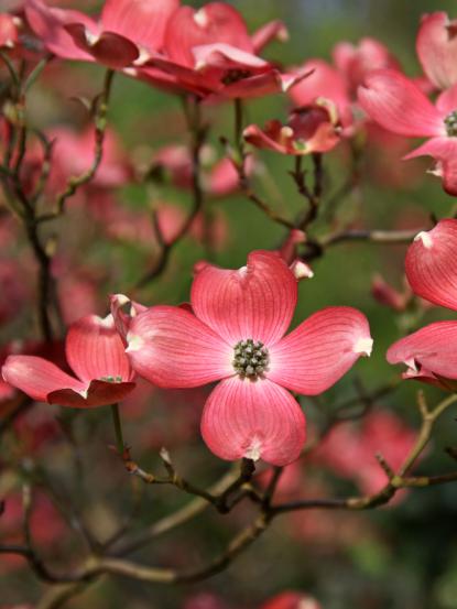 Cornus florida 'Cherokee Chief'