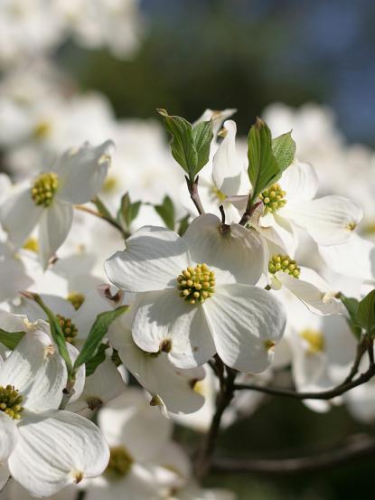 Cornus florida 'National Branched'
