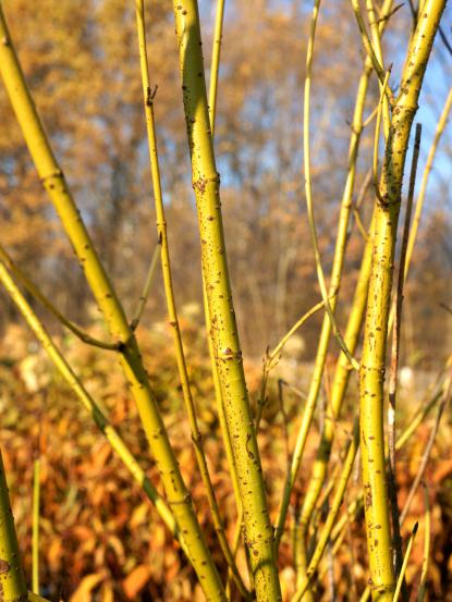 Cornus sericea ‘Flaviramea’