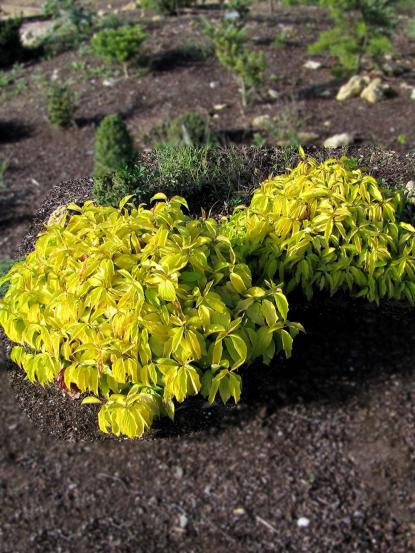 Cornus sericea 'Kelsey's Gold'