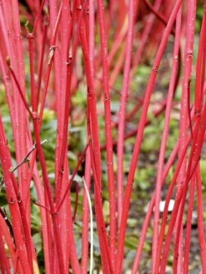Cornus alba 'Sibirica'