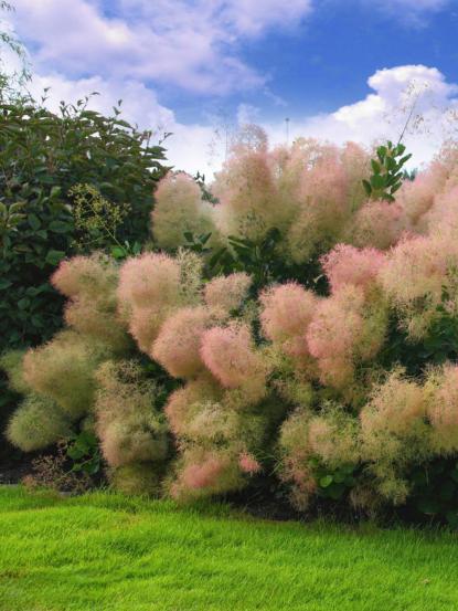 Cotinus coggygria