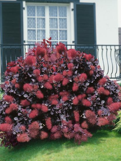 Cotinus coggygria 'Royal Purple'